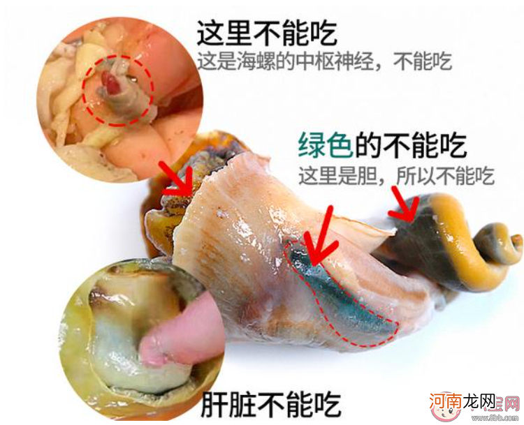 海螺的部位|为了健康考虑海螺的什么部位最好不要吃 蚂蚁庄园8月9日答案介绍