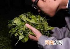 黑茶的香气