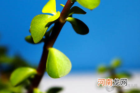 足月儿与早产儿的外观特点