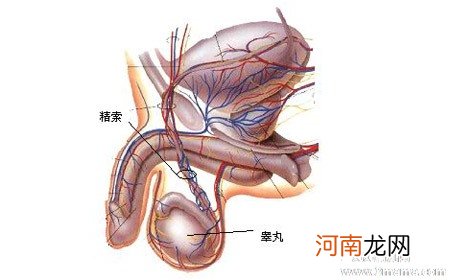 宝宝少一个睾丸会怎么样 将来能生育吗