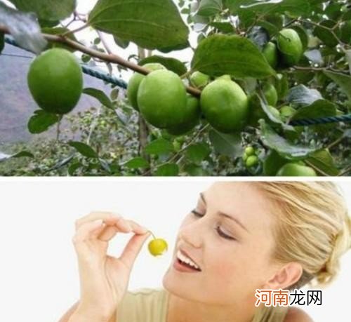 常吃青枣能保护肝脏 青枣子的功效与作用