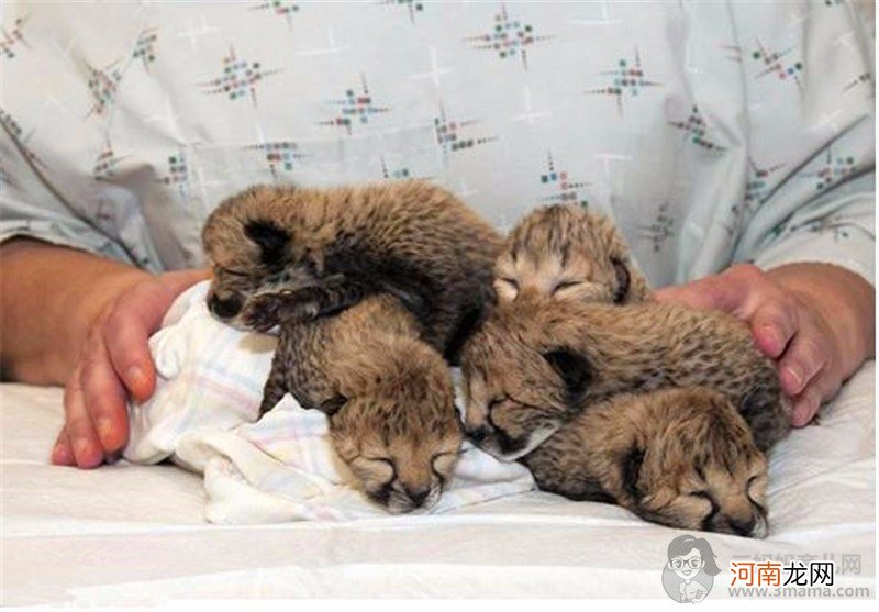 母豹早产，剖腹产下5只幼崽，宝宝眼睛还没睁开就急着找奶吃 - 早产