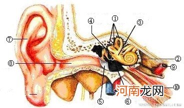 孩子耳朵不流脓也是中耳炎