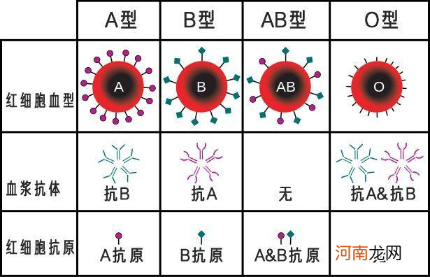 世界上罕见的血型，全球一例是在南京发现的，危险时该如何自救
