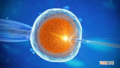 提高精子卵子质量的食物 女性在排卵期怎么轻松怀孕