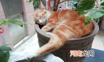 猫喜欢扒花盆怎么办
