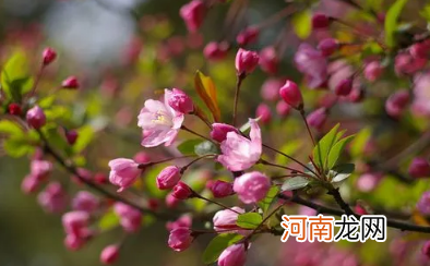 2022年武汉4月有樱花吗