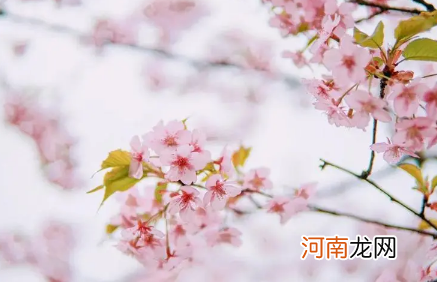 2022年武汉清明前后还能看樱花吗