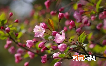 2022年武汉清明前后还能看樱花吗