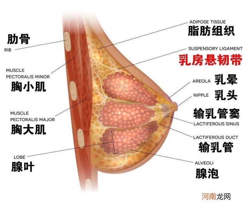 不穿内裤及文胸的危害 不带文胸好吗