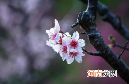 2022清明南京还有樱花吗
