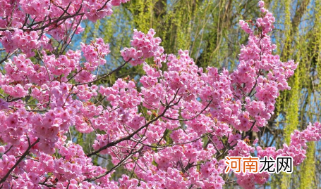 2022清明南京还有樱花吗