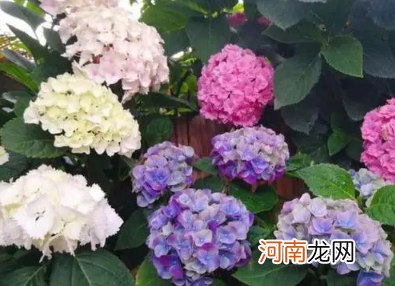 圆锥绣球一年只开一次花吗