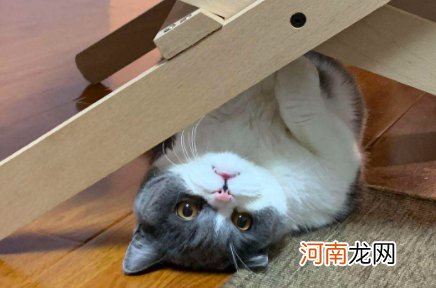 猫咪最多可以饿几天