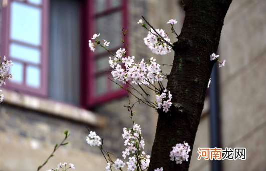 武汉樱花5月还有吗