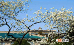 3月份武汉的樱花开了吗
