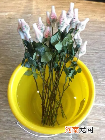 网购鲜花是空运还是陆运