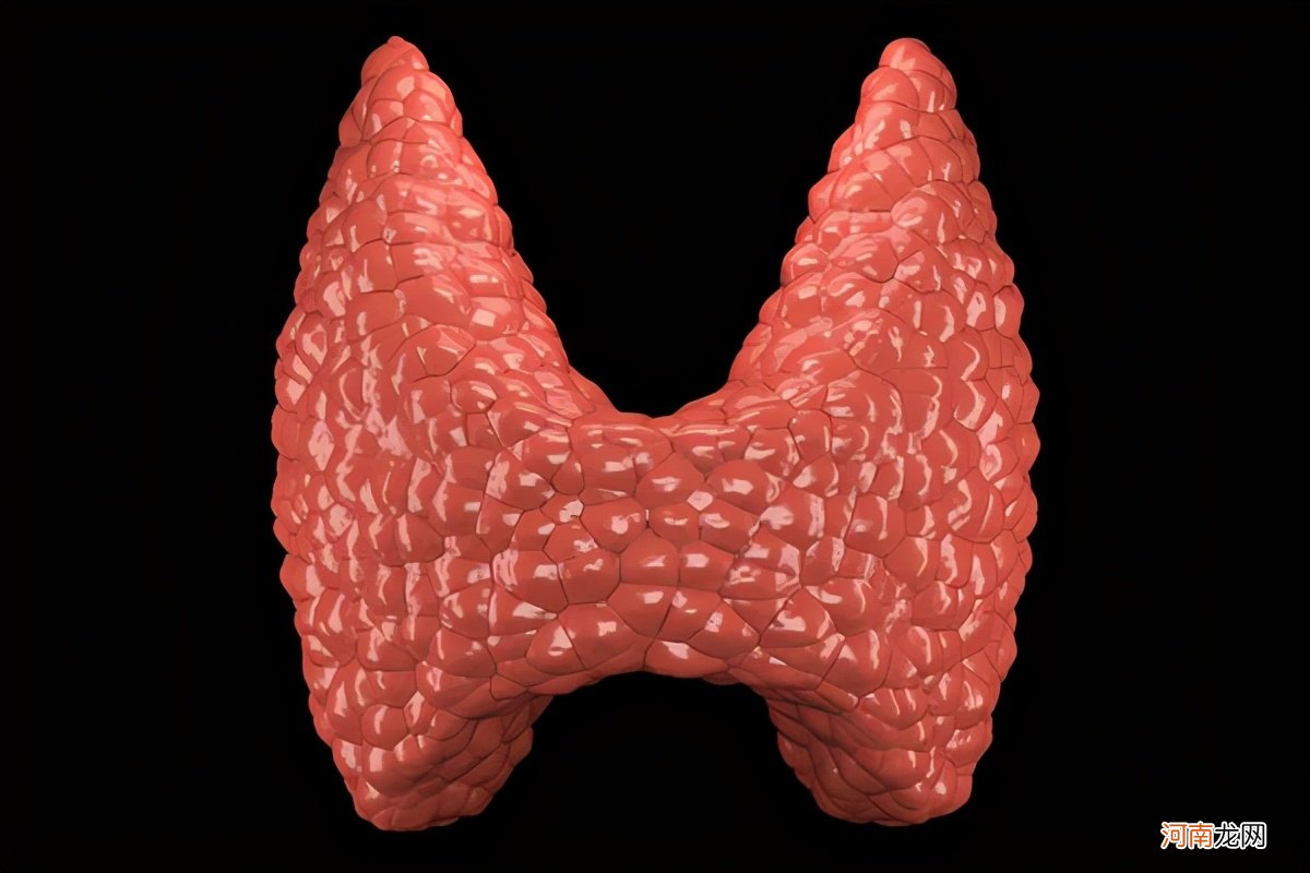 甲状腺好不好,一摸便知 甲状腺用手摸的示意图