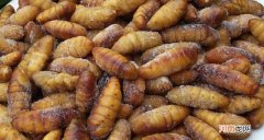 蚕蛹5种最好吃的做法 蚕蛹怎么吃最有营养