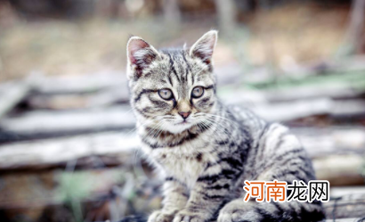 狸花猫什么行为算是认主人