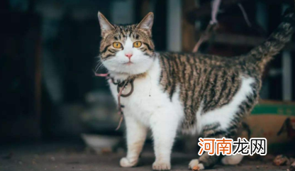 狸花猫什么行为算是认主人