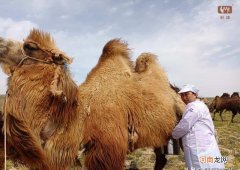 驼初乳到底有什么特别 骆驼初乳的功效与作用
