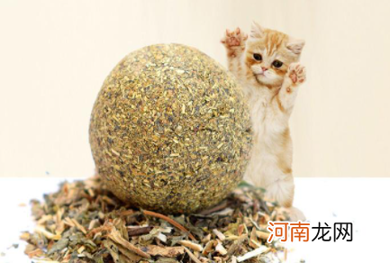 干的猫薄荷可以给猫吃吗