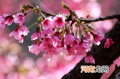 2022年清明节武汉还有樱花吗