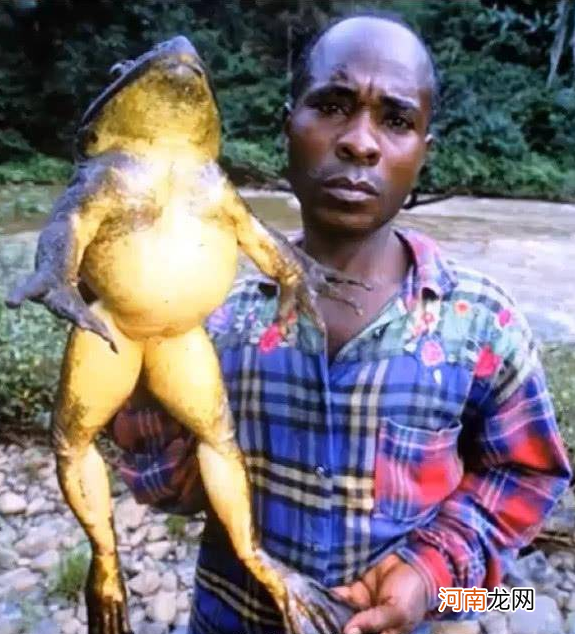 非洲巨蛙有多大多少钱一只