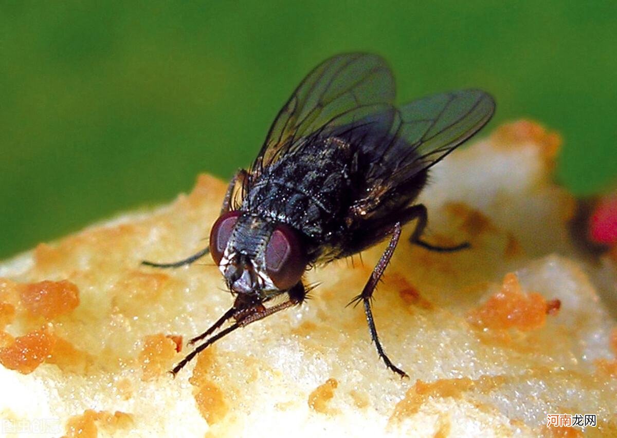 苍蝇的生命周期详解 苍蝇的寿命是多少时间