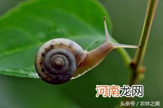 蜗牛的外形特征、生活习性、食性和实用价值盘点 蜗牛是益虫还是害虫为什么