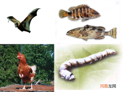 动物的分类与整理汇总 动物的分类有哪些