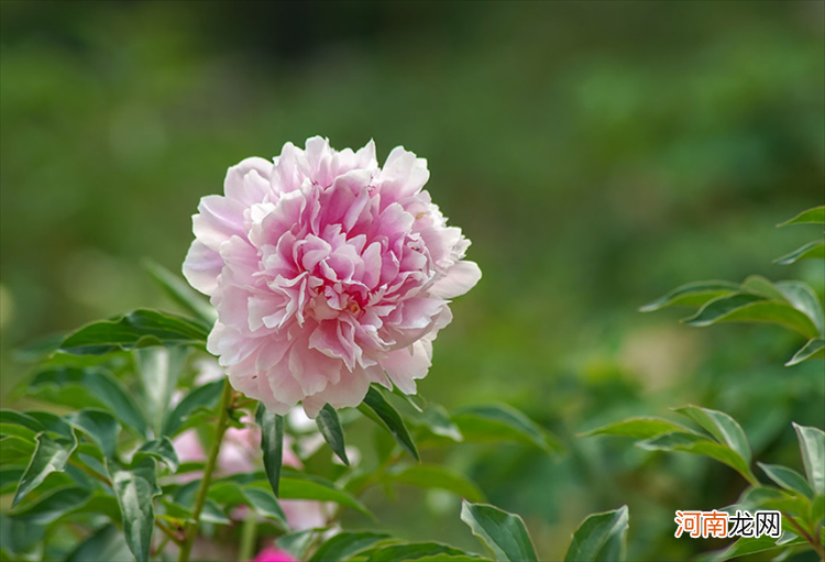 芍药表达的含义及传说故事 芍药花语及寓意