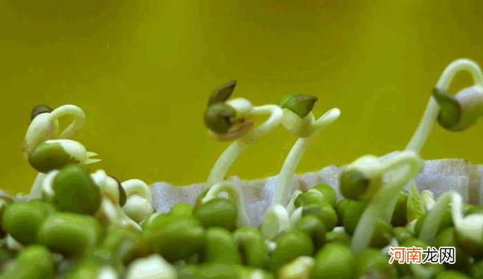 豆芽的生长过程记录