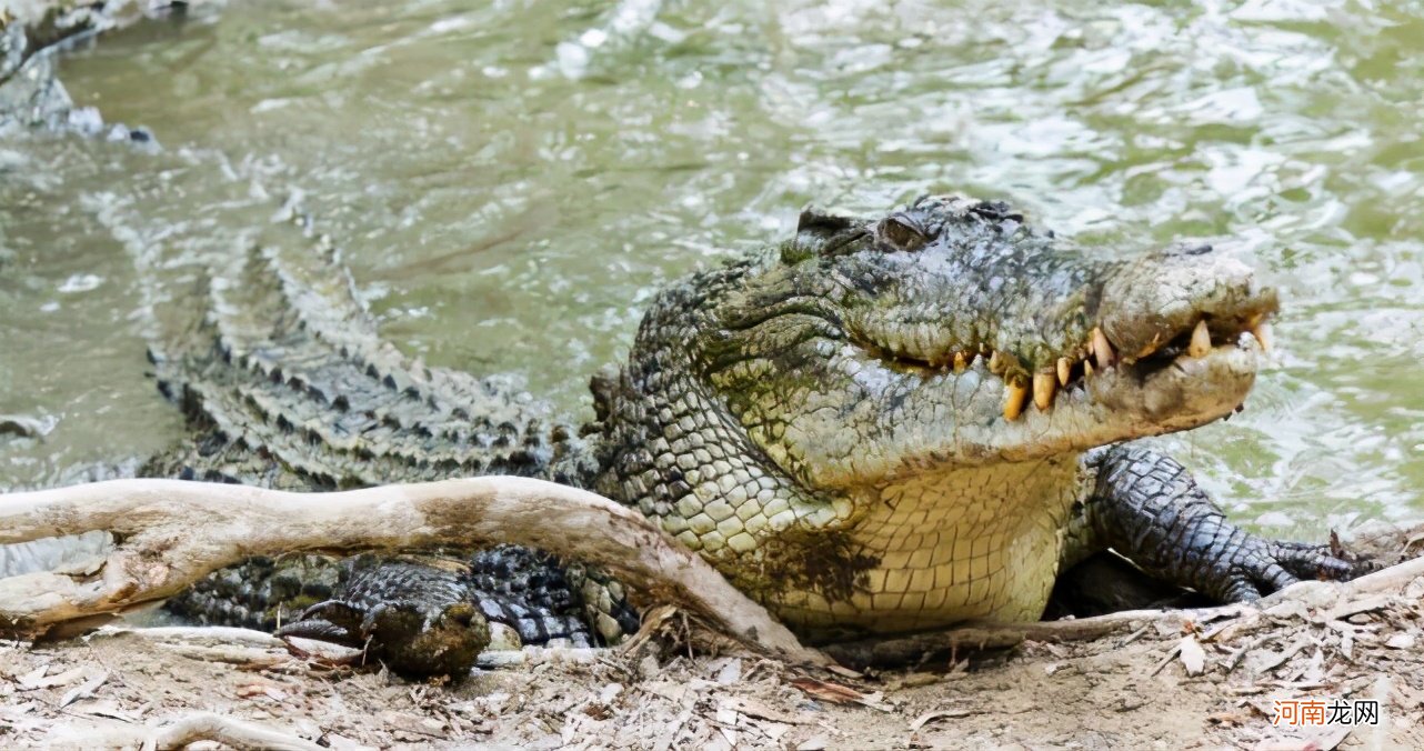 现存最大的鳄鱼 咸水鳄为什么频繁攻击人类
