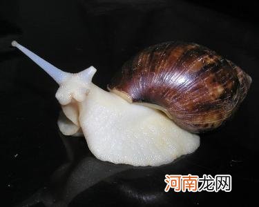 蜗牛吃什么食物怎么养