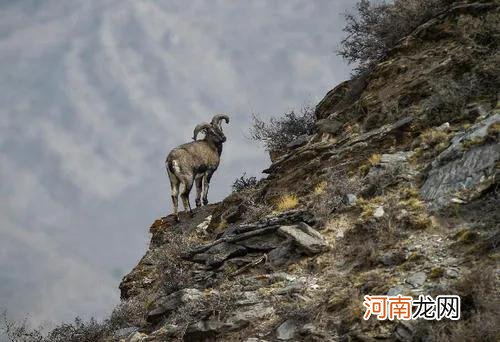 四姑娘山旅游攻略指南 四姑娘山海拔多少米