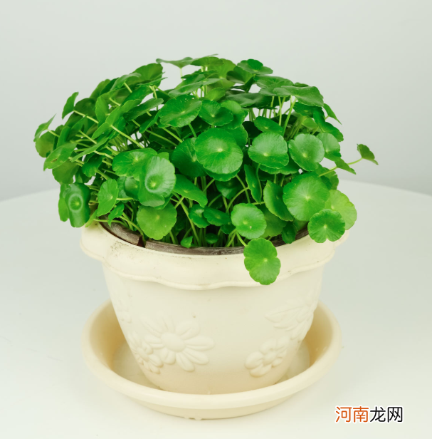 家养水培植物有哪些