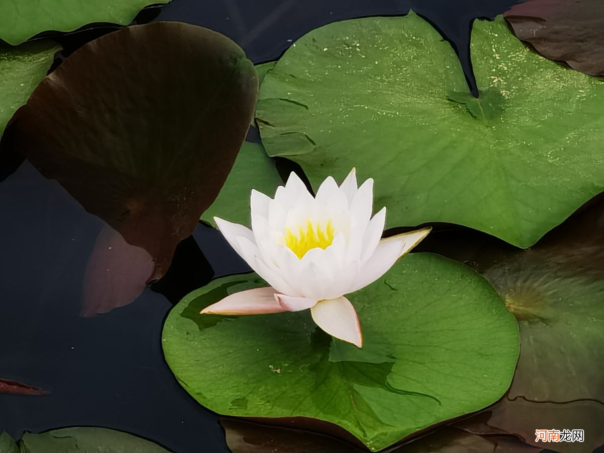 家养水培植物有哪些