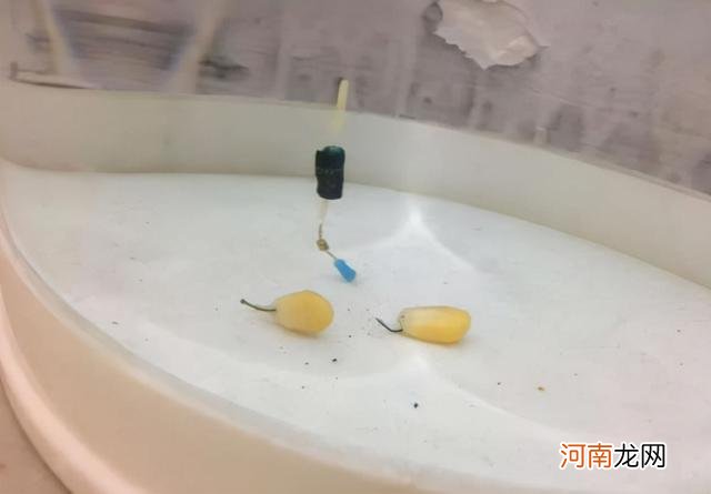 调漂不会找底，不如试试这两个方法