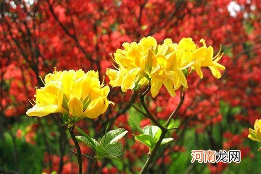 花朝节是什么时候?