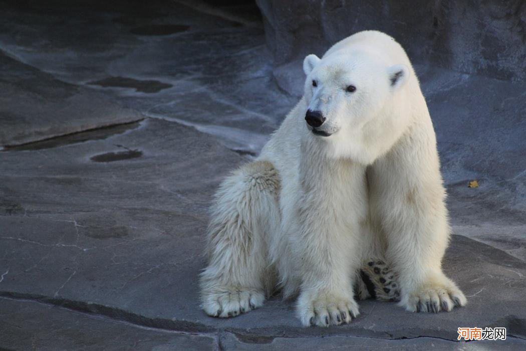 北极熊的毛是什么颜色的