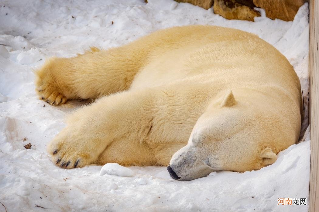 北极熊的毛是什么颜色的