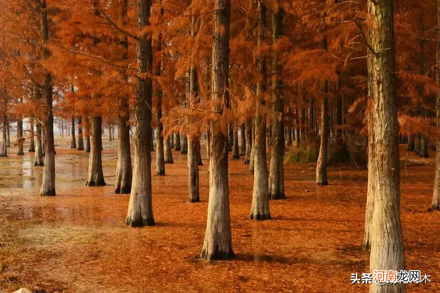 活化石水杉图片及详细介绍 水杉是什么植物类别