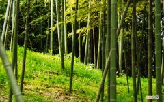 竹子的特性给人的启示 竹子的特性及精神