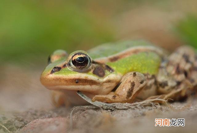 蛙类的呼吸器官 青蛙靠什么呼吸