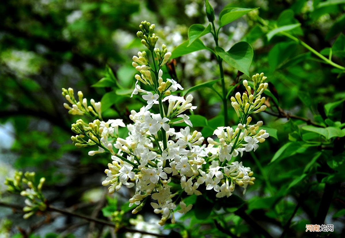 丁香花的养殖注意事项 丁香花几月开放