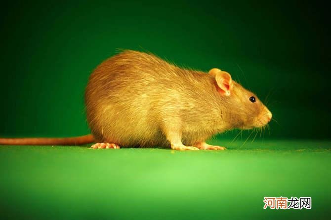 关于老鼠的知识简介 一只老鼠的寿命有多长