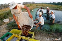泥鳅的病害防治 泥鳅养殖技术方法