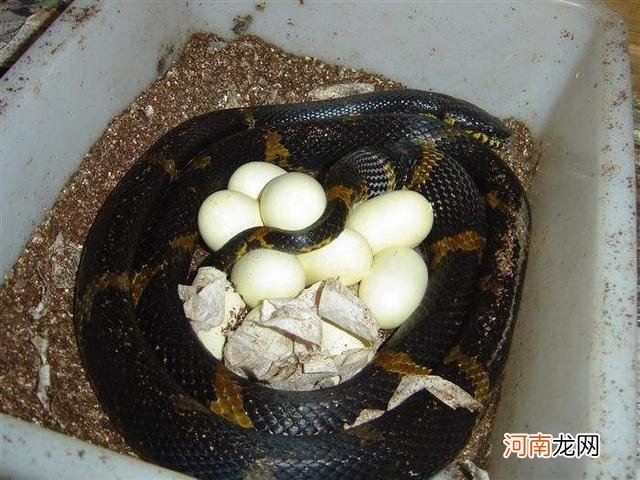卵胎生蛇和卵生蛇的区别 蛇是胎生还是卵生动物